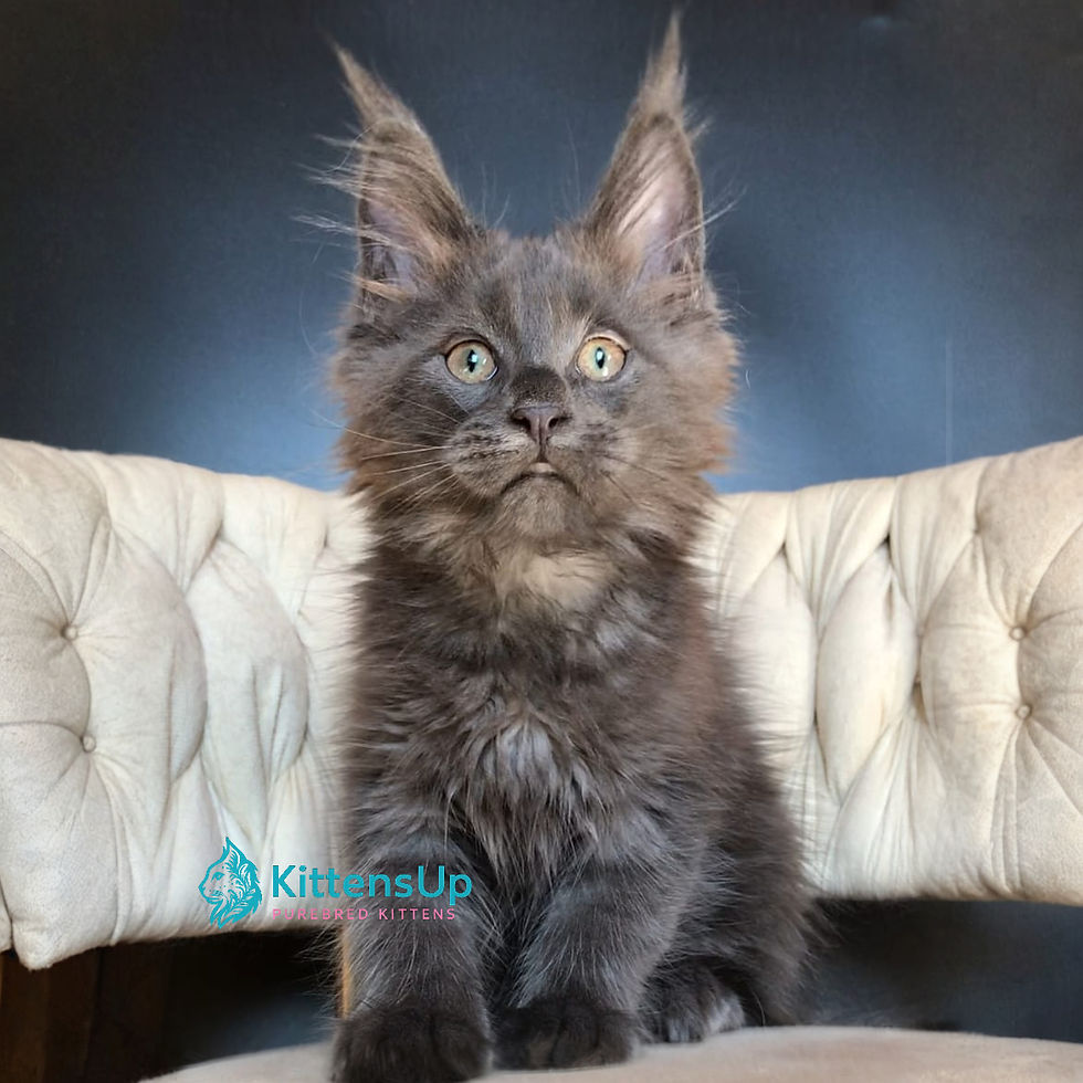 Thumbnail: Maine Coon