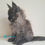 Thumbnail: 1216 Carmen (U) Maine Coon female kitten