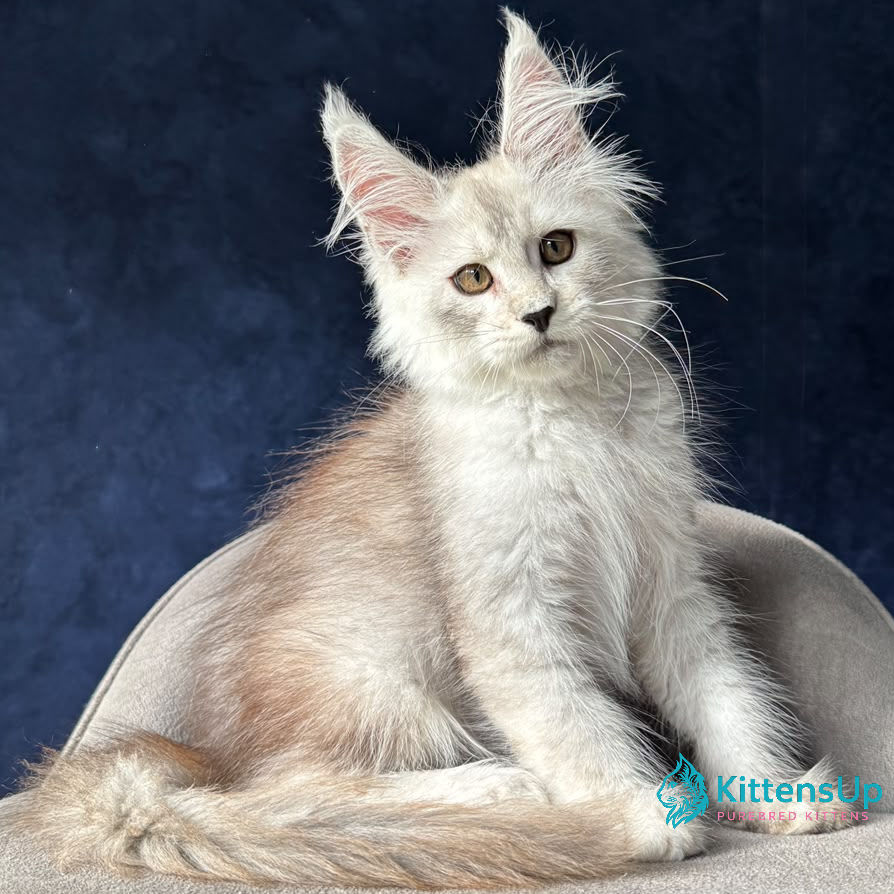 Thumbnail: Maine Coon