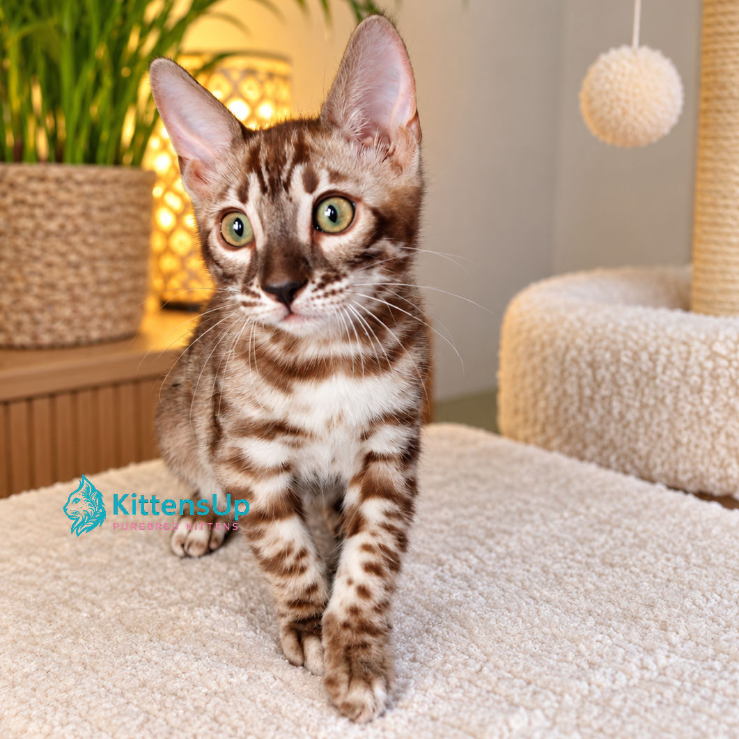 Bengal