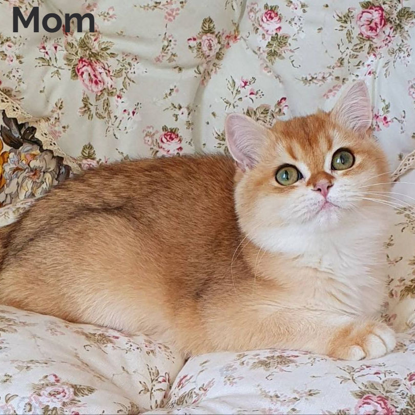 Thumbnail: British shorthair