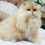 Thumbnail: 921 Maksik (U) British longhair male kitten