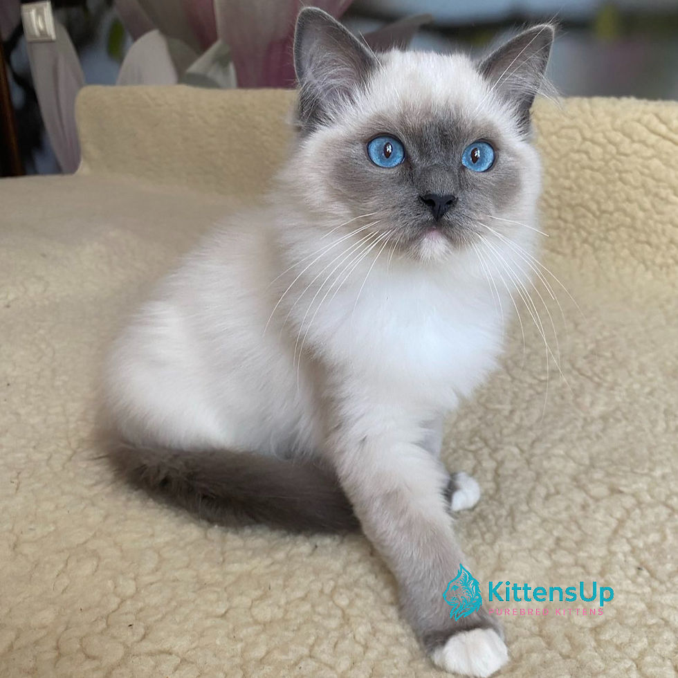 Ragdoll