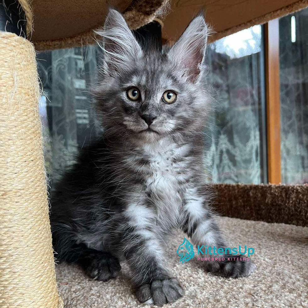 Maine Coon