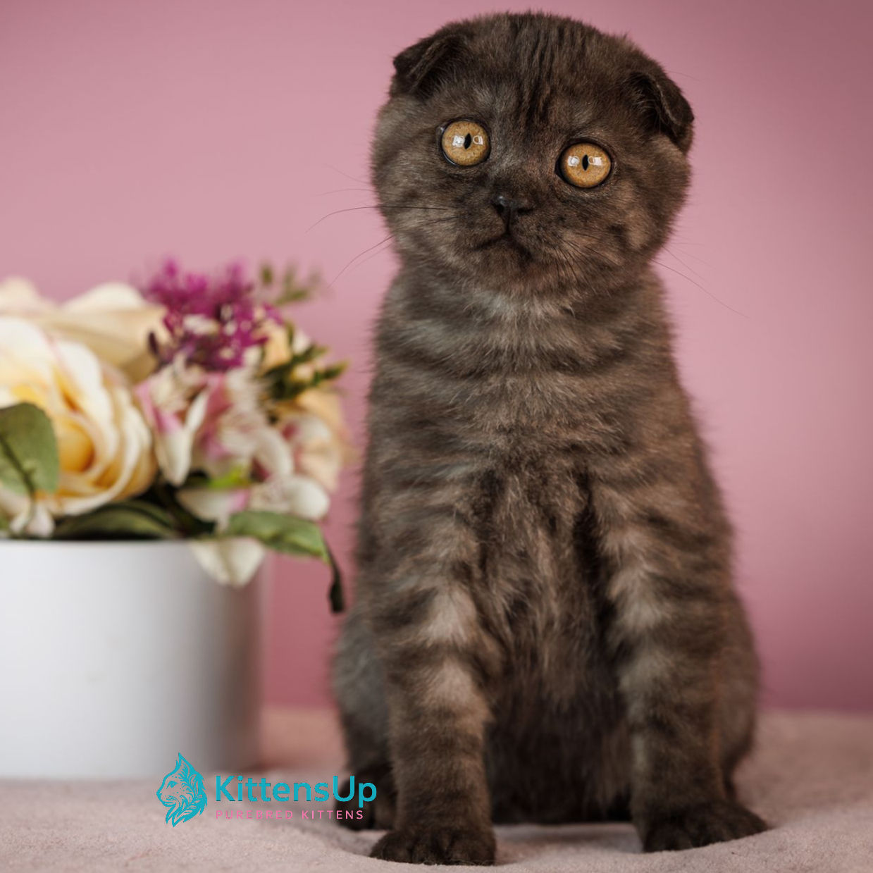 Scottish Fold