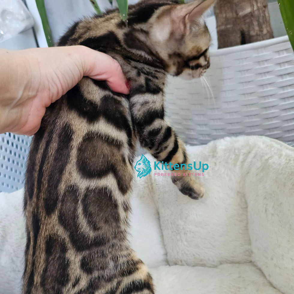 Thumbnail: 223 Quasar (U) purebred Bengal male kitten