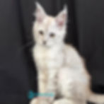 Thumbnail: 773 Ximas (U) Maine Coon male kitten