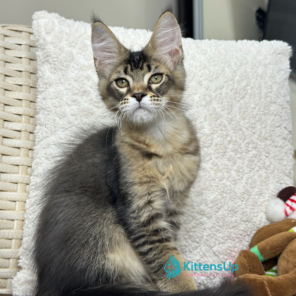 Thumbnail: 718  Lord Lunar Legend (U) Maine Coon male kitten