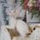 Thumbnail: 003 Queen (R) Devon Rex female kitten