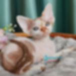 Devon Rex