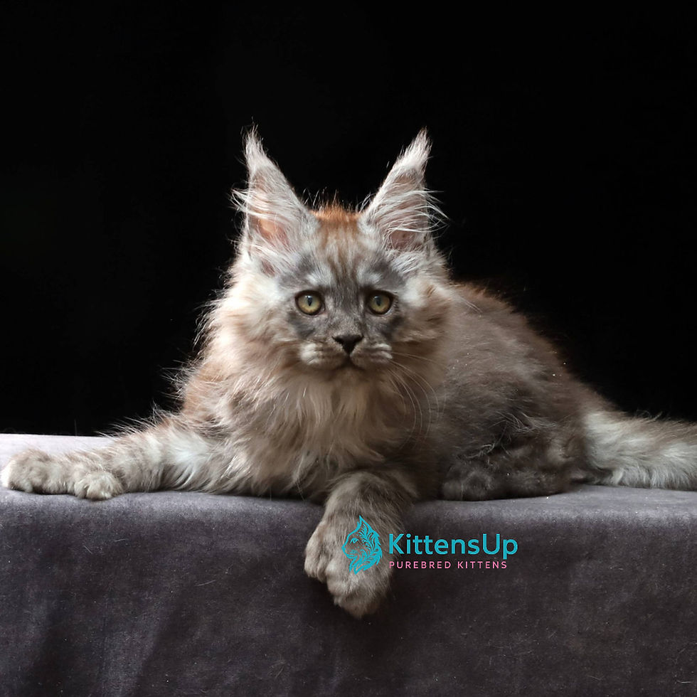 Thumbnail: 1335 Ford Polydactyl 6/6/6/6 (R) Maine Coon male kitten