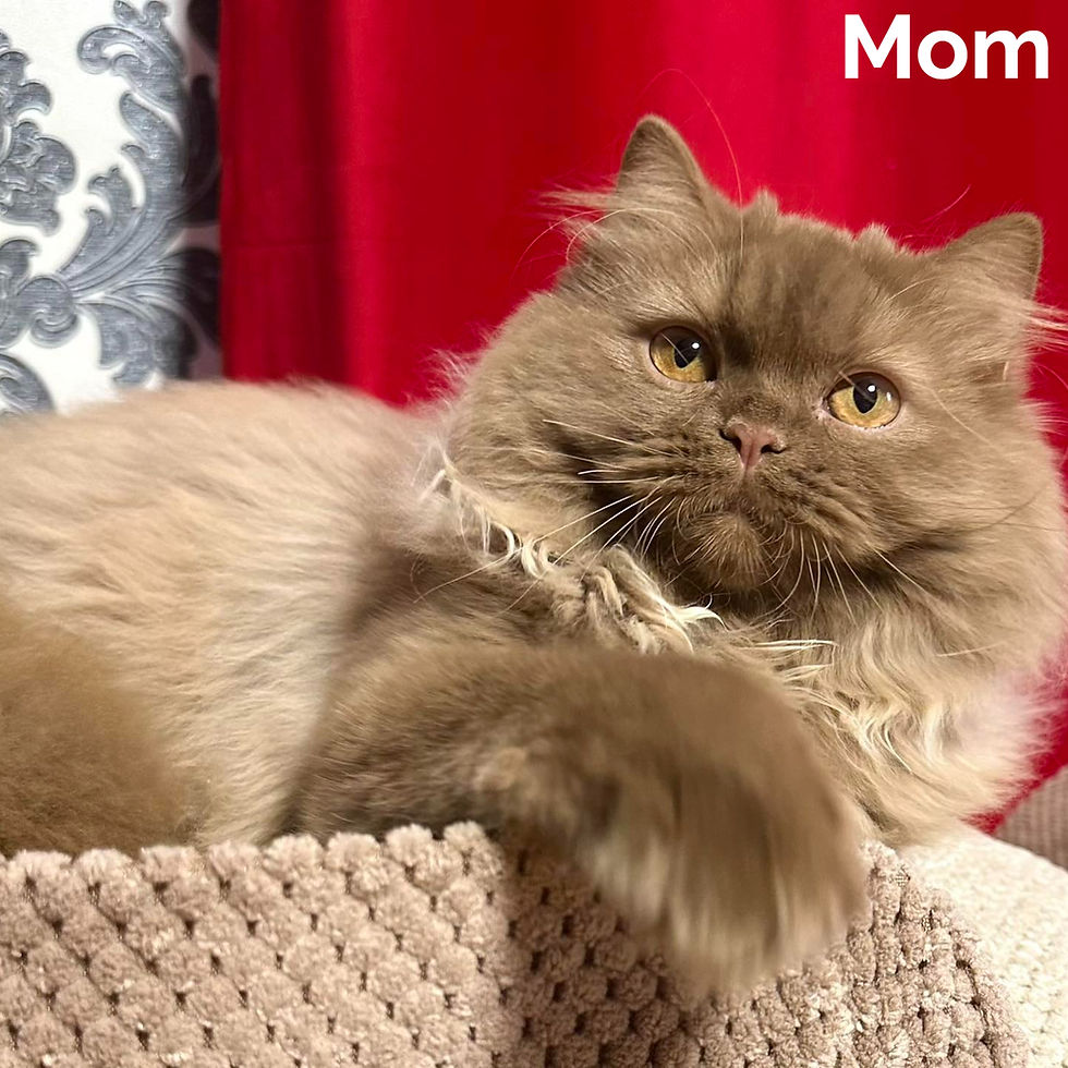 Thumbnail: British longhair