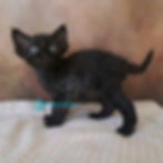 Thumbnail: Devon Rex