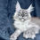 Thumbnail: 295 Shans (R) Maine Coon male kitten