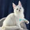 Thumbnail: 281 Brau (R) Maine Coon male kitten