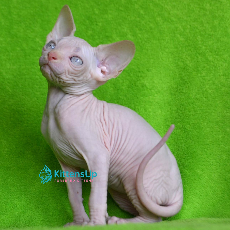 Sphynx