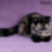 Thumbnail: 239 Jolly (R) Exotic shorthair female kitten