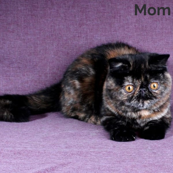 Thumbnail: Exotic shorthair