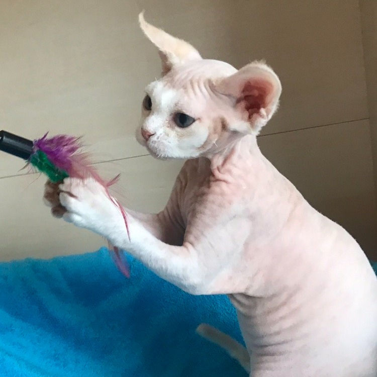 Thumbnail: 224 Isabella (U) Devon Rex female kitten