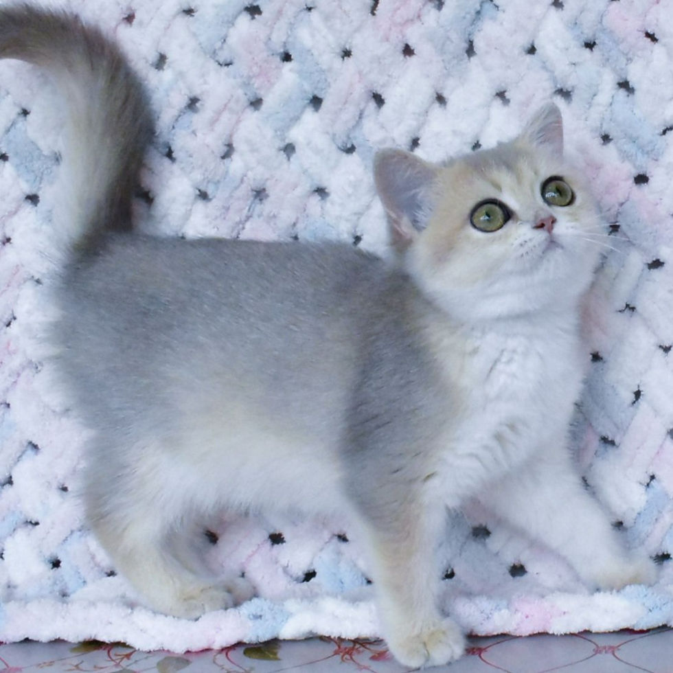 Thumbnail: 884 Jasmine (U) British Shorthair female kitten