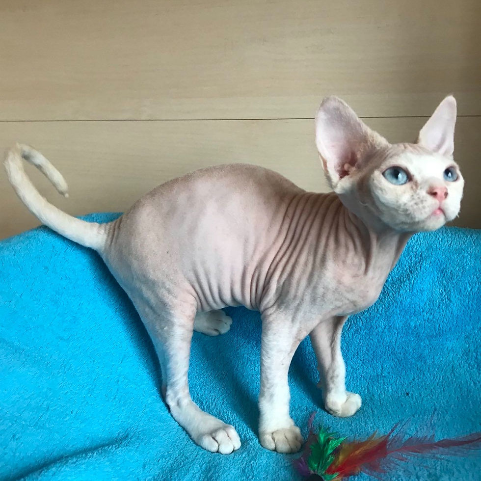 Thumbnail: 224 Isabella (U) Devon Rex female kitten