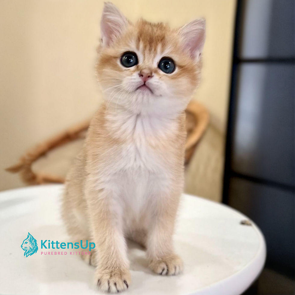 British shorthair