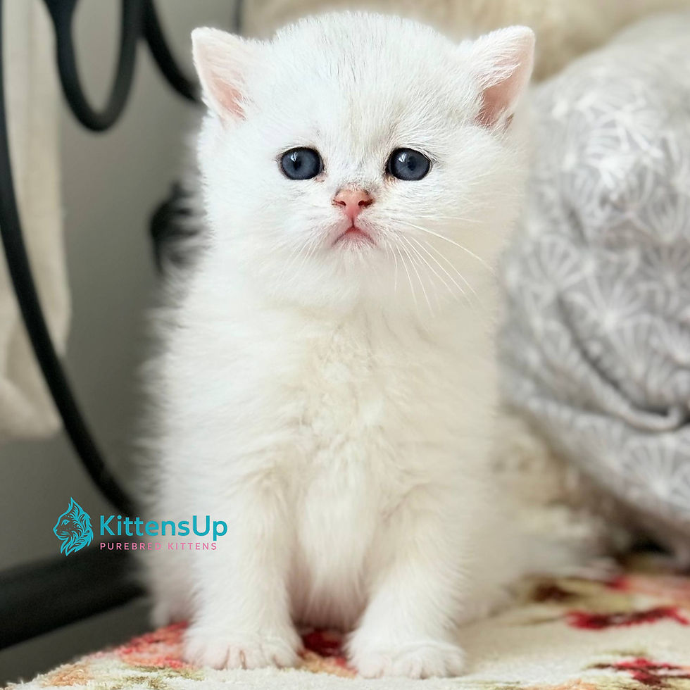 British shorthair