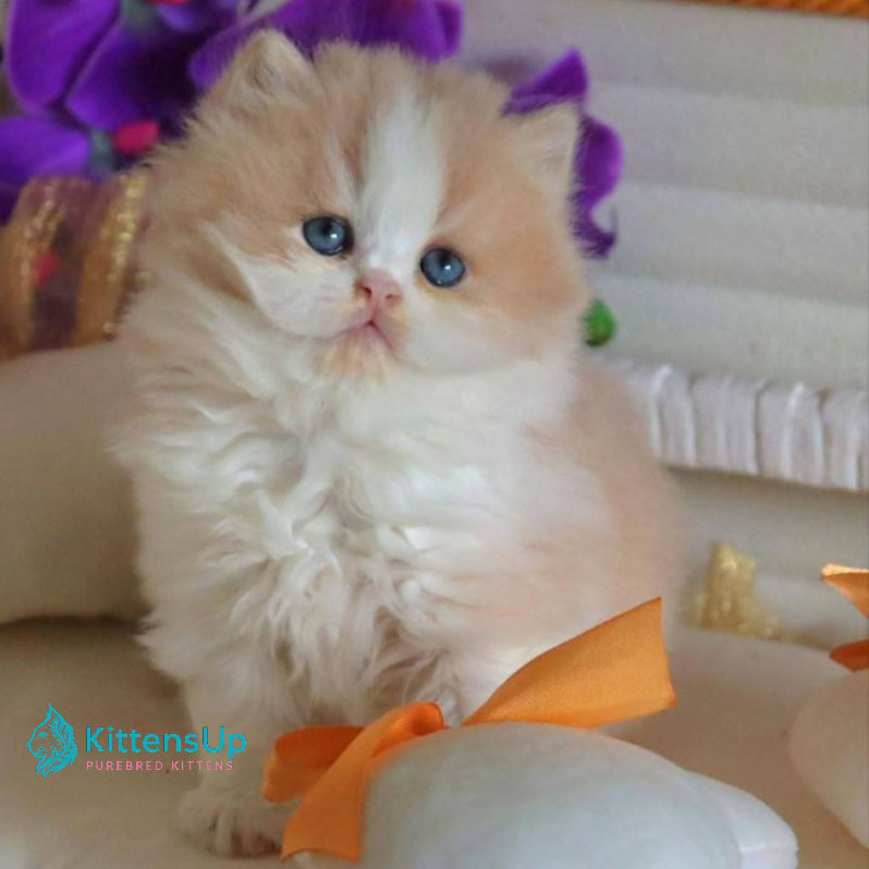 Thumbnail: British longhair