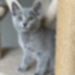 Russian blue