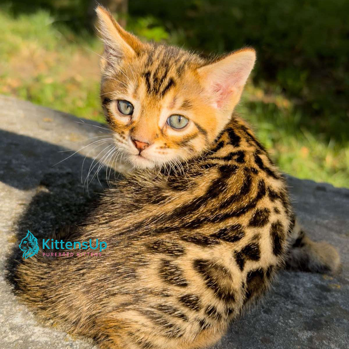 363 Dark (U) purebred Bengal male kitten