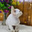 Thumbnail: 147 Riana (U) Devon Rex female kitten