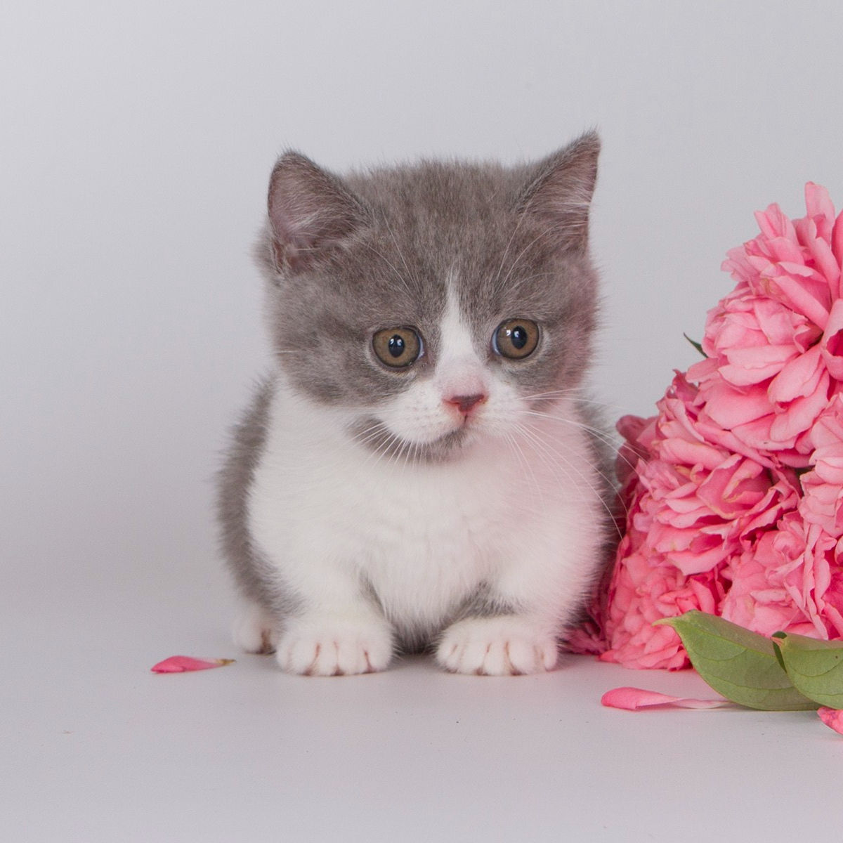 308 Darina (U) Munchkin shorthair female kitten