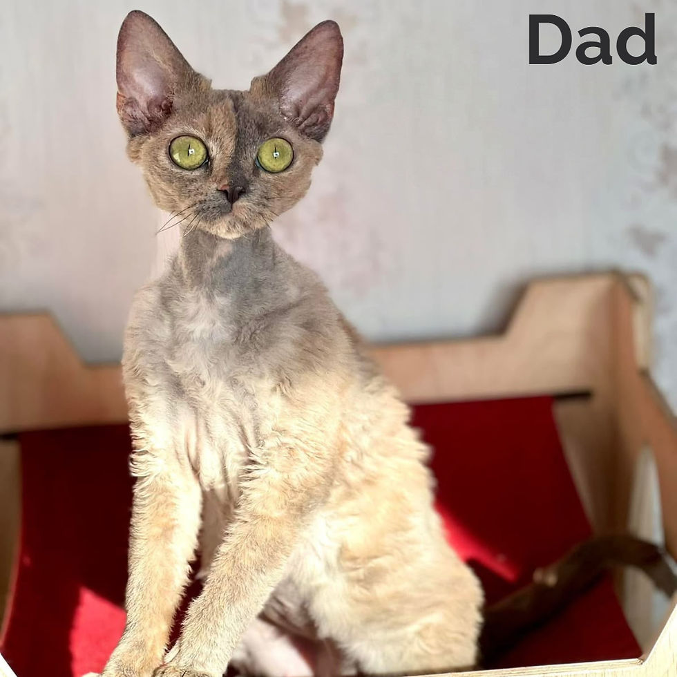 Thumbnail: 534 Joni (R) Devon Rex male kitten