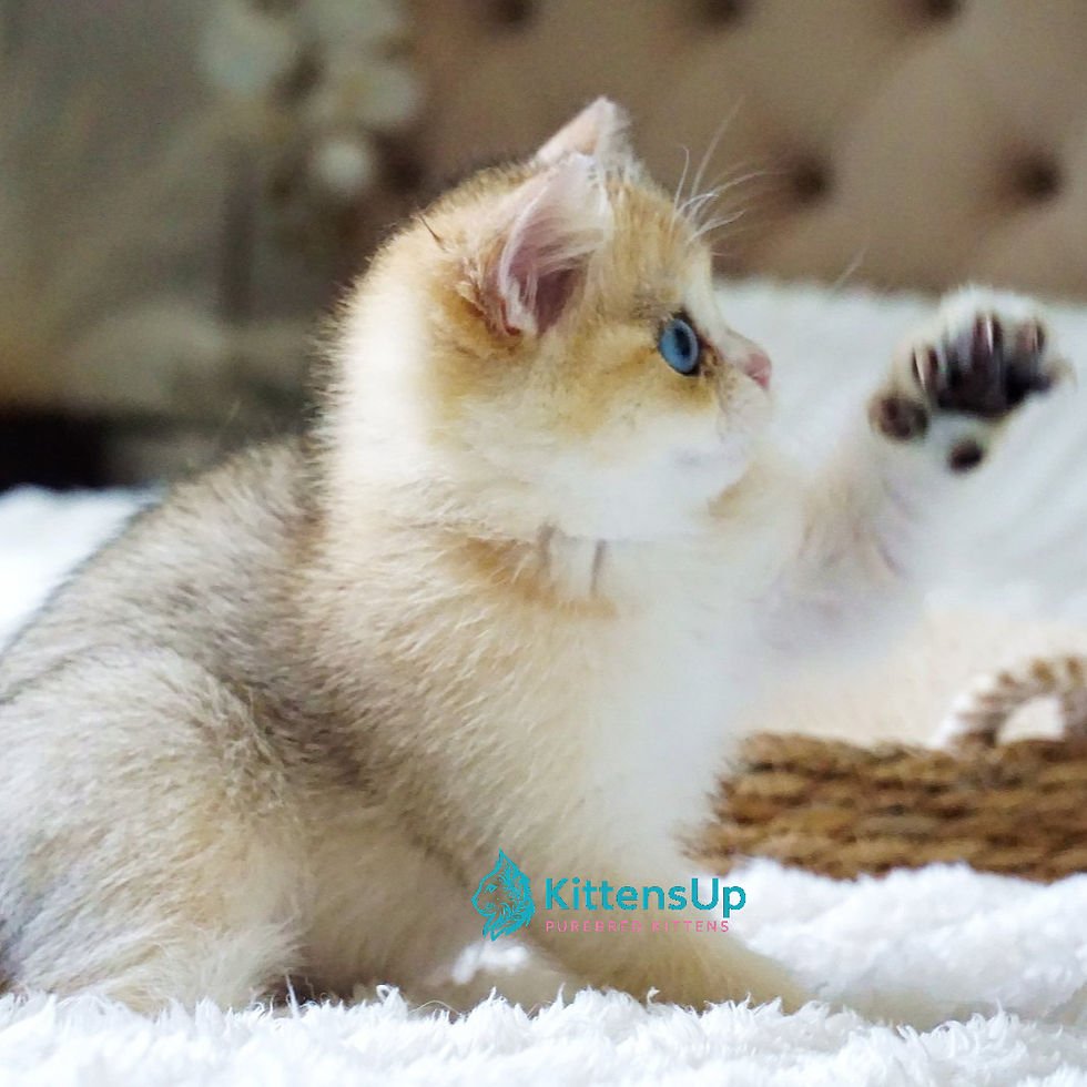 Thumbnail: 533 Gabi (U) British kitten female kitten