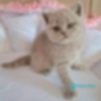 Thumbnail: British shorthair