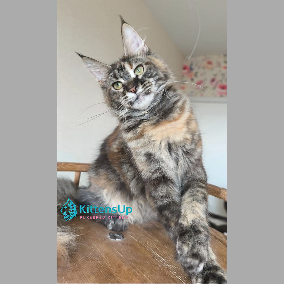 Maine Coon