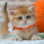 Thumbnail: 383 Claire (U) British shorthair female kitten