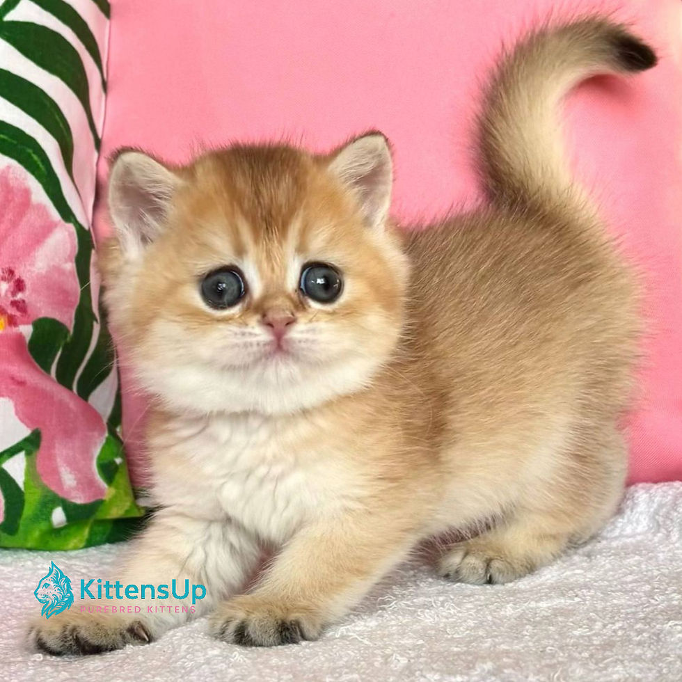 British shorthair