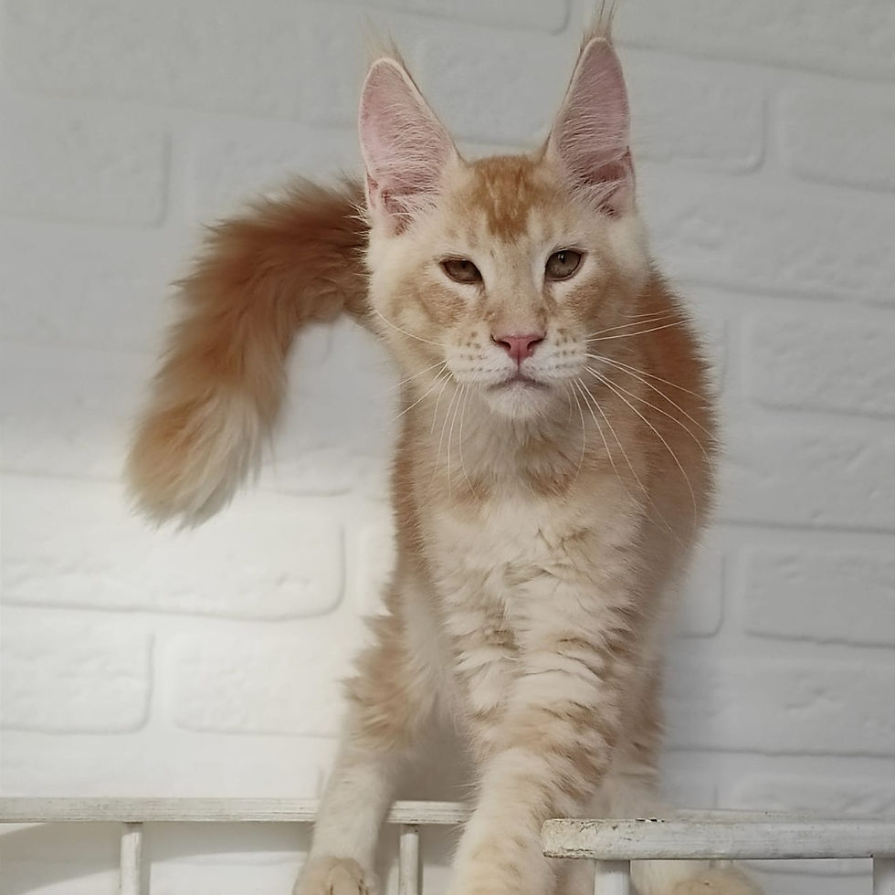 Thumbnail: 709 Wizard (R) Maine Coon male kitten