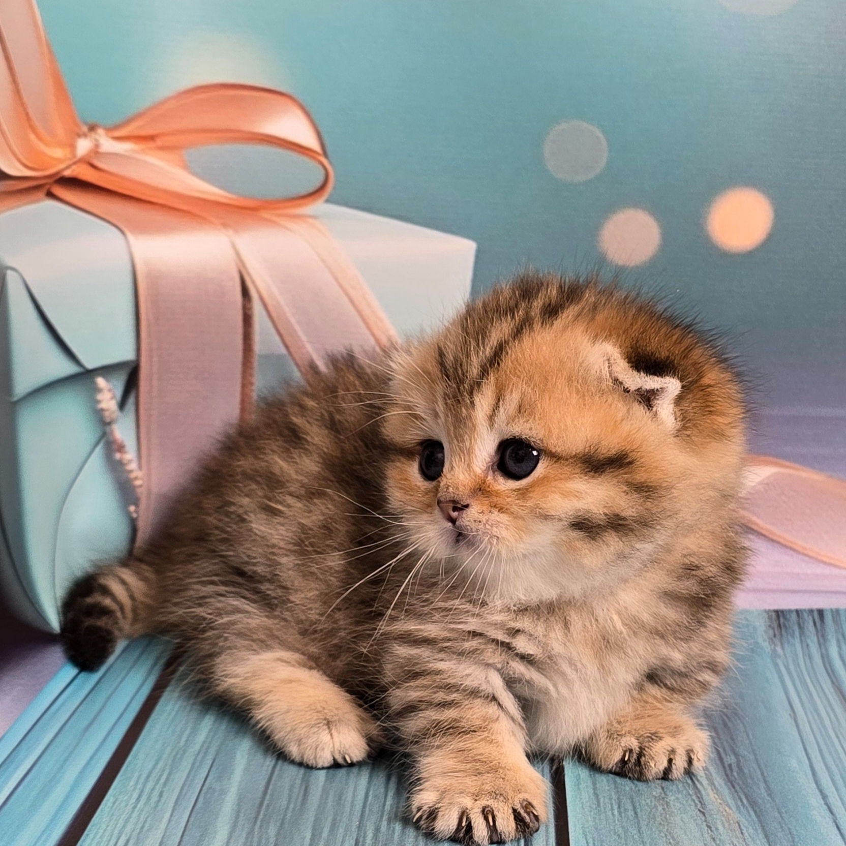 161 Nala (U) Munchkin shorthair female kitten