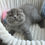 Thumbnail: 664 Boss (U) Scottish Fold shorthair male kitten