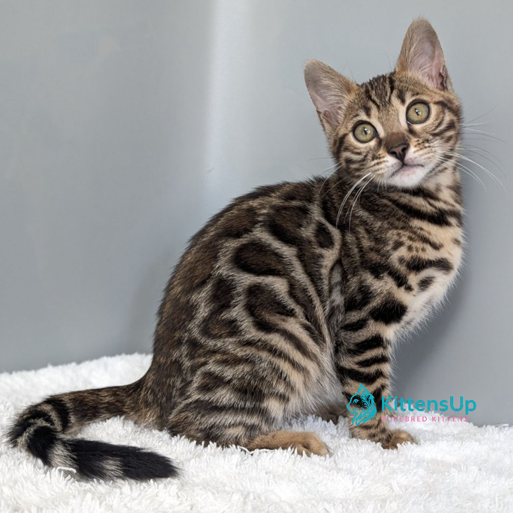 427 Diana (U) purebred Bengal female kitten