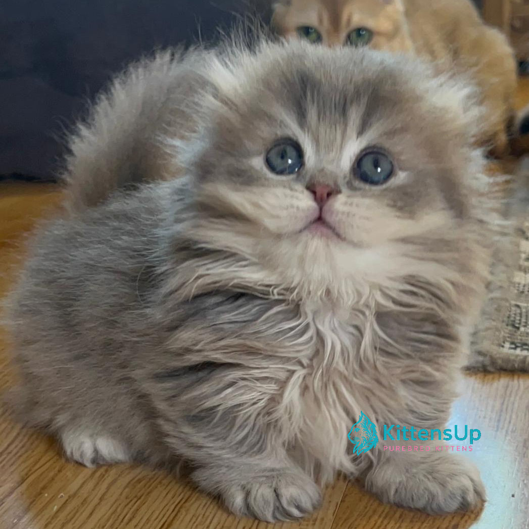 143 Marcus (R) Scottish Kilt (Munchkin) male kitten
