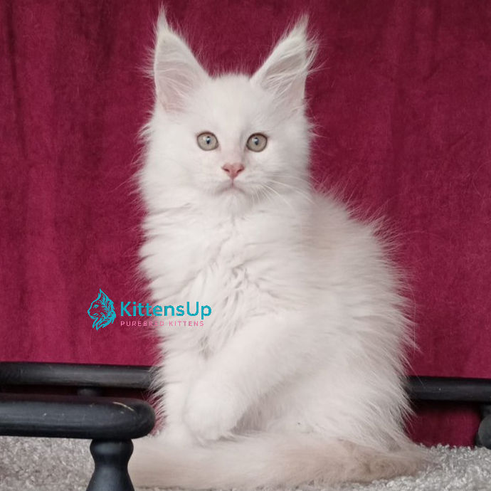 Maine Coon