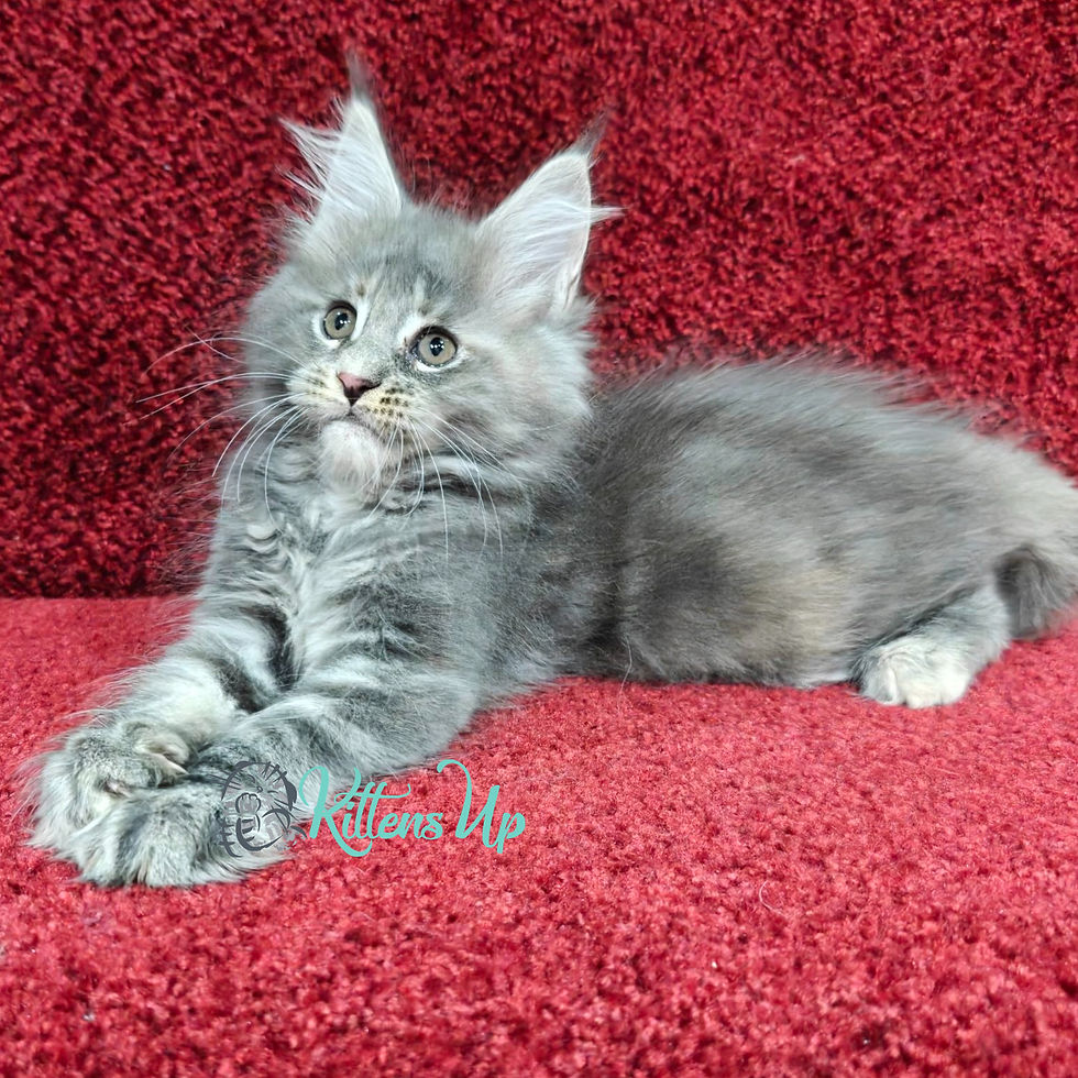 Maine Coon