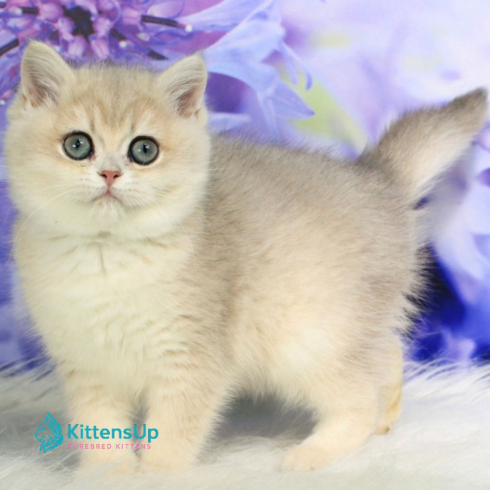 British shorthair