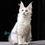 Thumbnail: Maine Coon