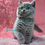 Thumbnail: British shorthair