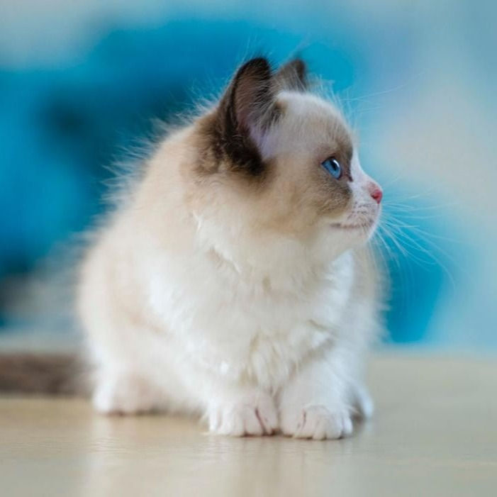 Thumbnail: 068 Zaya (R) Ragdoll female kitten
