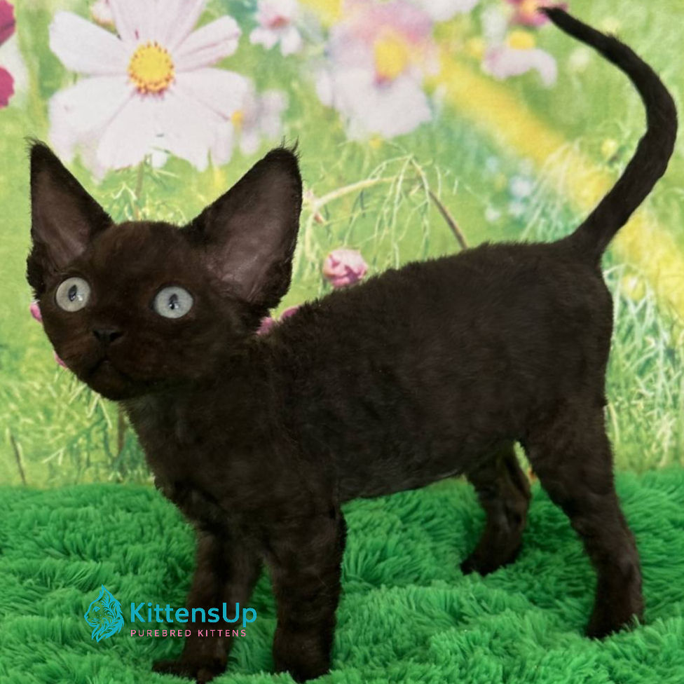 Thumbnail: 412 Inky (U) Devon Rex male kitten